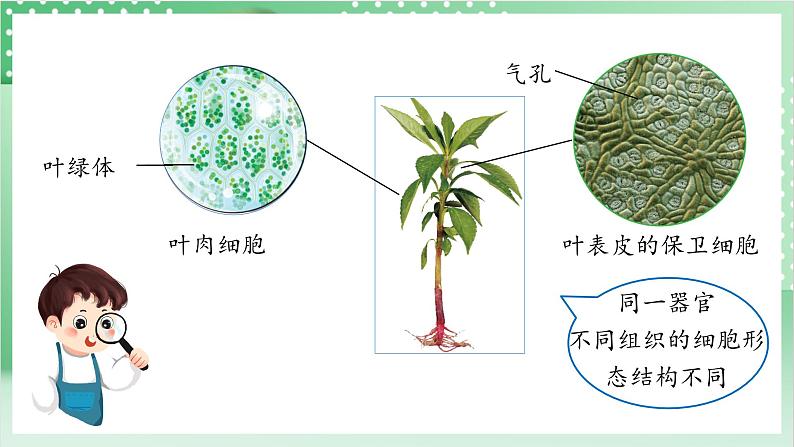 教科版科学六年级上册1.5 《观察更多的生物细胞》  教学课件第7页