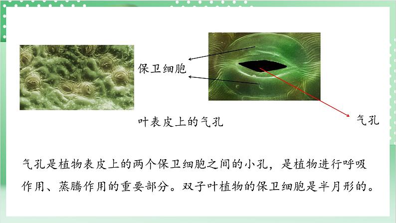 教科版科学六年级上册1.5 《观察更多的生物细胞》  教学课件第8页