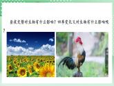 【新课标】教科版科学六年级上册2.7 《昼夜和四季变化对生物的影响》 教学课件+教案+素材
