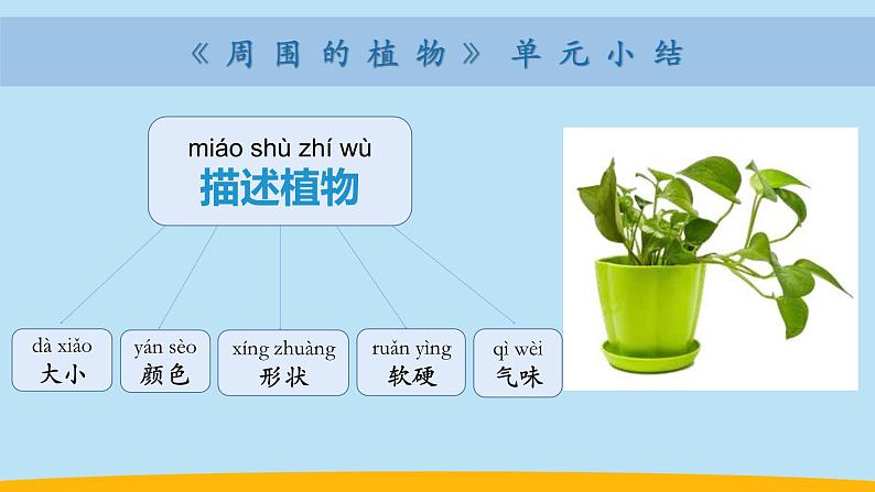 （2024新课标）教科版科学一年级上册-7 科学阅读 多样的植物-PPT课件+视频图片素材+教学设计04