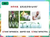 苏教版六上科学2.7《寻找遗传与变异的秘密》PPT课件