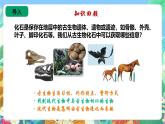 蘇教版六上科學3.10《用化石作證據(jù)》PPT課件