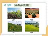 小学科学新教科版一年级上册第一单元第3课《植物长在哪里》教学课件3（2024秋）