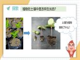 小学科学新教科版一年级上册第一单元第3课《植物长在哪里》教学课件3（2024秋）