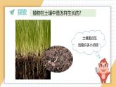小学科学新教科版一年级上册第一单元第3课《植物长在哪里》教学课件3（2024秋）