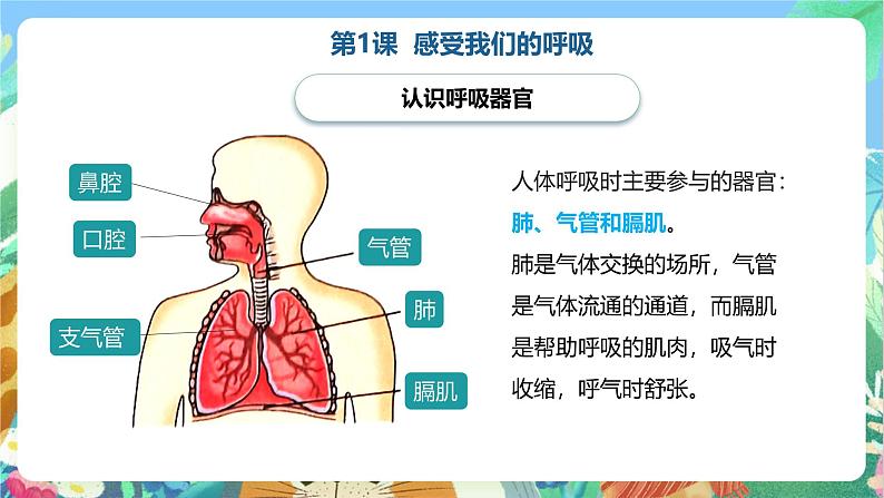 教科版科学四年级上册第二单元《呼吸与消化》课件+知识点02