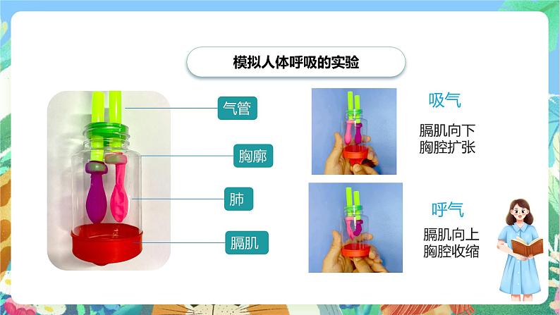 教科版科学四年级上册第二单元《呼吸与消化》课件+知识点04