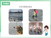 教科版科学三年级上册1.8《 它们发生了什么变化》 教学课件+教案+素材