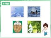 教科版科学三年级上册2.8 《空气和我们的生活 》教学课件+教案+素材