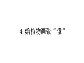 小學(xué)科學(xué)新教科版一年級上冊第一單元第4課《給植物畫張“像”》教學(xué)課件3（2024秋）