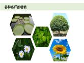 小學(xué)科學(xué)新教科版一年級上冊第一單元第4課《給植物畫張“像”》教學(xué)課件3（2024秋）