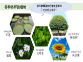 小學(xué)科學(xué)新教科版一年級上冊第一單元第4課《給植物畫張“像”》教學(xué)課件3（2024秋）
