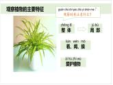 小學(xué)科學(xué)新教科版一年級上冊第一單元第4課《給植物畫張“像”》教學(xué)課件3（2024秋）