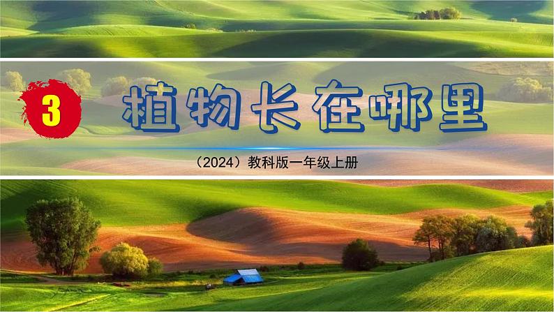 （2024）新教科版科学一年级上册（1-3）植物长在哪里PPT课件+视频+教学设计02