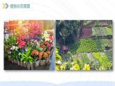 （2024）新教科版科学一年级上册（1-3）植物长在哪里PPT课件+视频+教学设计