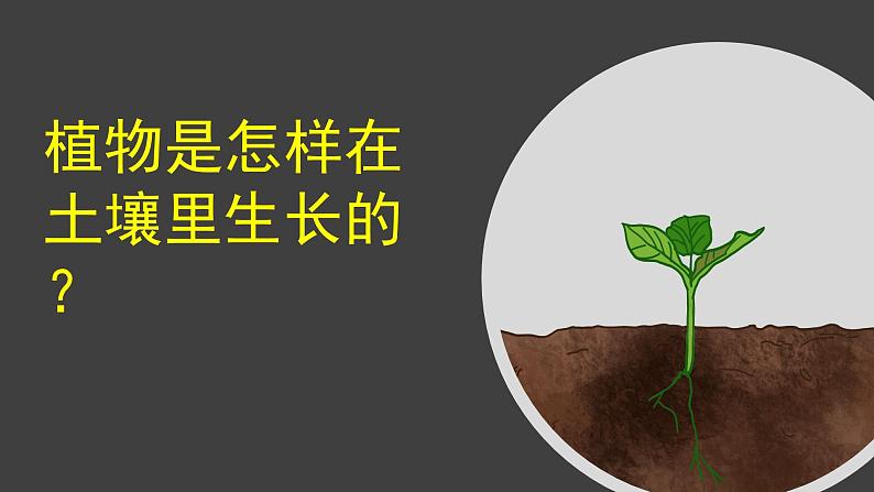 （2024）新教科版科学一年级上册（1-3）植物长在哪里PPT课件+视频+教学设计07