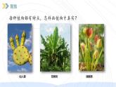 （2024）新教科版科学一年级上册（1-4）给植物画张“像”PPT课件+视频+教学设计