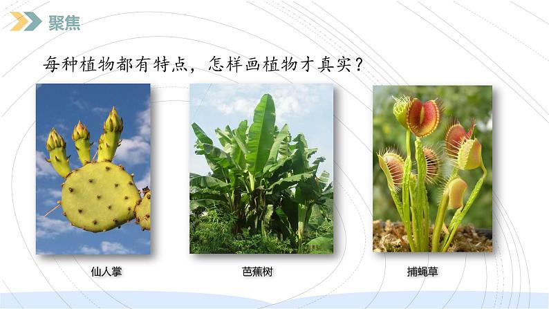 （2024）新教科版科学一年级上册（1-4）给植物画张“像”PPT课件+视频+教学设计04