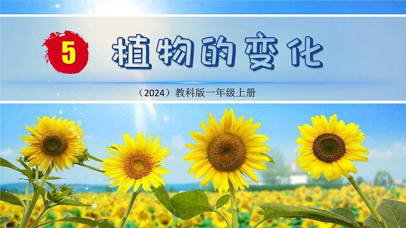 （2024）新教科版科学一年级上册（1-5）植物的变化PPT-课件+视频+教学设计02