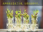 （2024）新教科版科学一年级上册（1-5）植物的变化PPT-课件+视频+教学设计