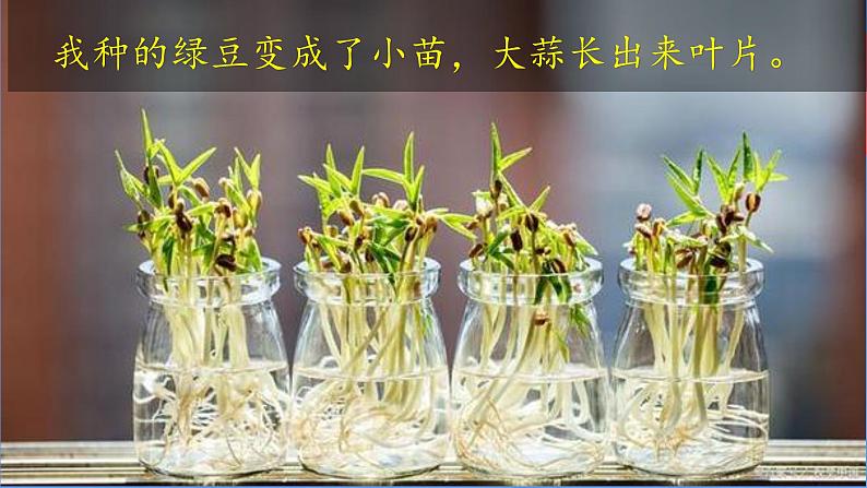 （2024）新教科版科学一年级上册（1-5）植物的变化PPT-课件+视频+教学设计03