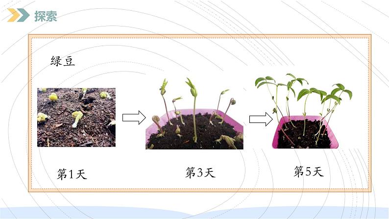 （2024）新教科版科学一年级上册（1-5）植物的变化PPT-课件+视频+教学设计08