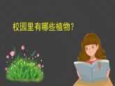 （2024）新教科版科学一年级上册（1-6）校园里的植物-PPT课件+视频+教学设计