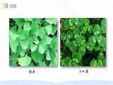 （2024）新教科版科学一年级上册（1-6）校园里的植物-PPT课件+视频+教学设计