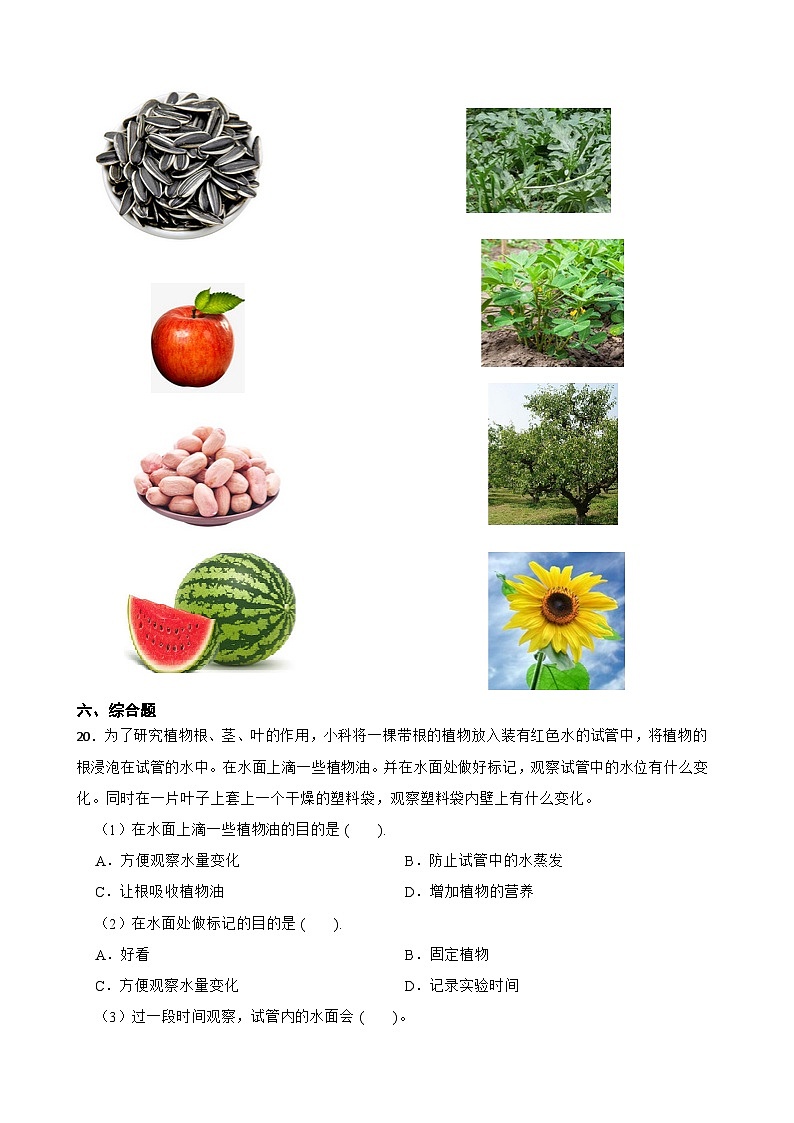 2024年新版教科版一年级上册课时练1.2《观察植物》03
