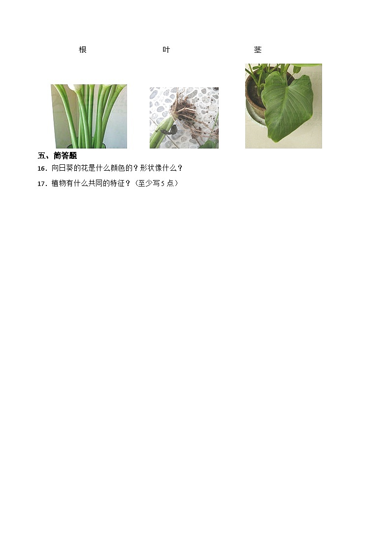 2024年新版教科版一年级上册课时练1.4《给植物画张“像”》03