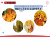 3.9.《探究秋叶的秘密》（课件+教案）-2024-2025学年一年级上册科学 苏教版（2024）