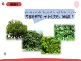 3.9.《探究秋叶的秘密》（课件+教案）-2024-2025学年一年级上册科学 苏教版（2024）