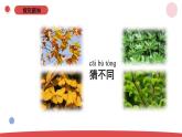 3.9.《探究秋叶的秘密》（课件+教案）-2024-2025学年一年级上册科学 苏教版（2024）