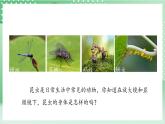 【新课标】教科版科学六年级上册1.3 《观察身边微小的物体》 教学课件+教案+素材