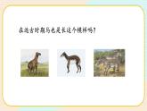 【核心素养】冀人版科学六年级上册4.生物的演变 同步课件+同步练习+教学设计