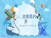 【核心素养】冀人版科学六年级上册14.池塘里的世界 同步课件+同步练习+教学设计