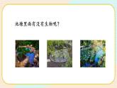 【核心素养】冀人版科学六年级上册14.池塘里的世界 同步课件+同步练习+教学设计