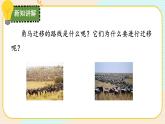 【核心素养】冀人版科学六年级上册16.角马的迁移 同步课件+同步练习+教学设计