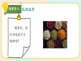 【核心素养】冀人版科学六年级上册1.种豆得豆 同步课件+同步练习+教学设计