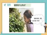 1.2 观察植物（课件+教学设计）-2024-2025学年科学一年级上册教科版（2024）