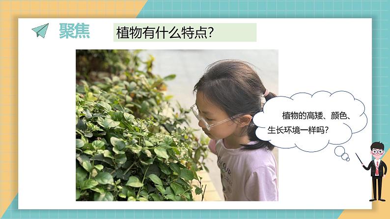 1.2 观察植物（课件+教学设计）-2024-2025学年科学一年级上册教科版（2024）02