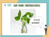 1.2 观察植物（课件+教学设计）-2024-2025学年科学一年级上册教科版（2024）