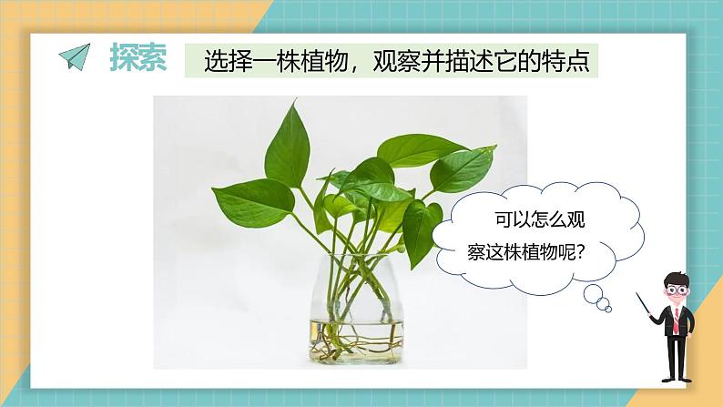 1.2 观察植物（课件+教学设计）-2024-2025学年科学一年级上册教科版（2024）03