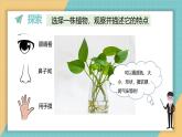 1.2 观察植物（课件+教学设计）-2024-2025学年科学一年级上册教科版（2024）