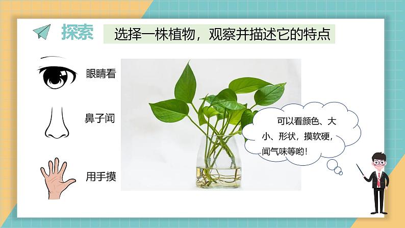 1.2 观察植物（课件+教学设计）-2024-2025学年科学一年级上册教科版（2024）04