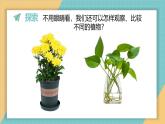 1.2 观察植物（课件+教学设计）-2024-2025学年科学一年级上册教科版（2024）