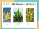 1.4 给植物画张“像”（课件+教学设计）-2024-2025学年科学一年级上册教科版（2024）