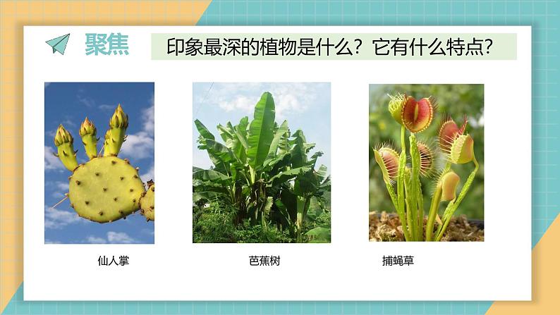 1.4 给植物画张“像”（课件+教学设计）-2024-2025学年科学一年级上册教科版（2024）02