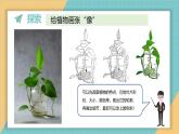 1.4 给植物画张“像”（课件+教学设计）-2024-2025学年科学一年级上册教科版（2024）
