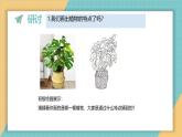 1.4 给植物画张“像”（课件+教学设计）-2024-2025学年科学一年级上册教科版（2024）